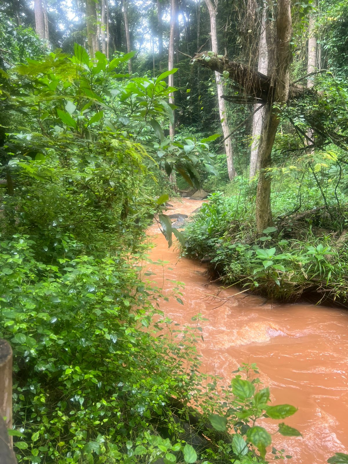 Karura Forest canopy