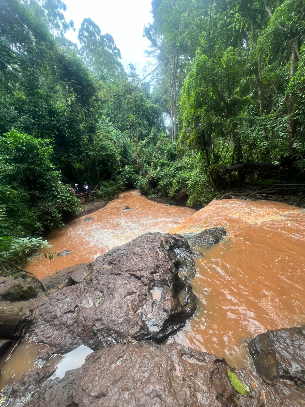 Stream at Karura